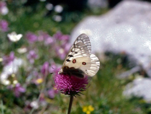 Farfalle di Valtellina, Valchiavenna, V.Poschiavo, Bregaglia